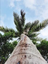 Low angle view of palm tree against sky