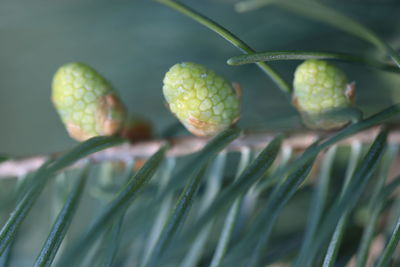 Close-up of fruit growing on plant