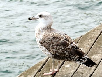Close-up of seagull perching on shore