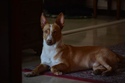 Close-up portrait of dog