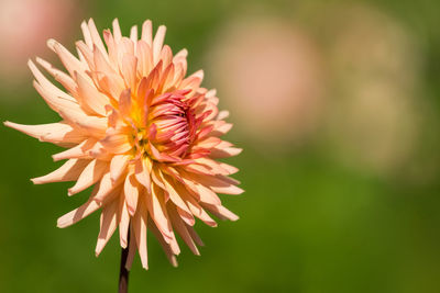 Close-up of pink flower