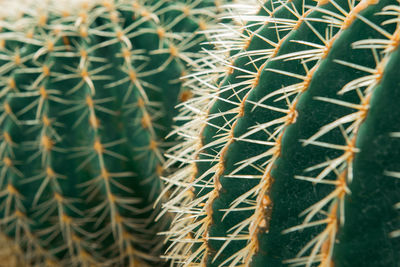Full frame shot of cactus