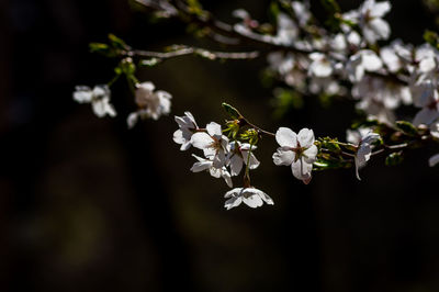 Close-up of cherry blossoms in spring