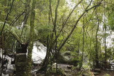 View of a forest