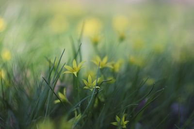 Close-up of flowering plant on field