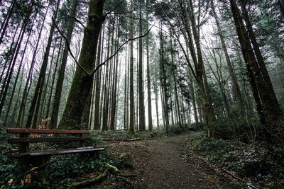 Bamboo trees in forest