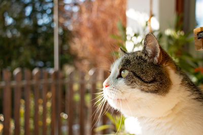 Close-up of a tabby cat looking away