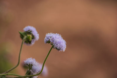 Close-up of flower against blurred background