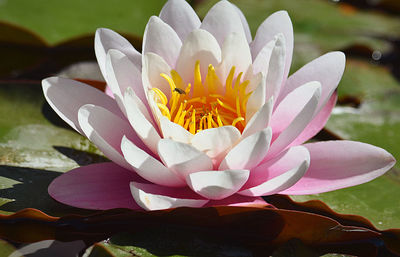 Close-up of water lily in lake