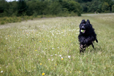 Black dog running on field