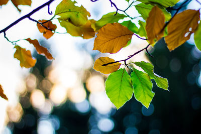 Close-up of tree branches against sky