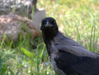 Close-up portrait of crow