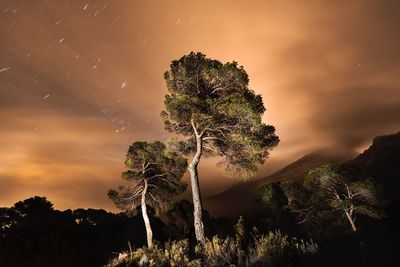 Low angle view of trees against orange sky at night