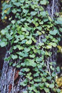 Close-up of ivy growing on tree