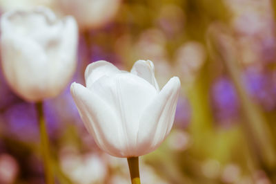 Close-up of white tulip blooming on field