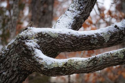 Close-up of snow on tree trunk