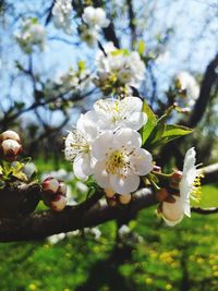 Close-up of white flowering plant