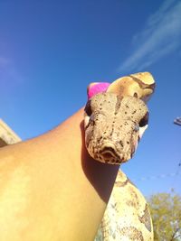 Low angle view of hand holding lizard against clear sky