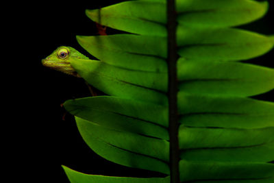 Close-up of green lizard