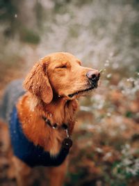 Close-up of a dog looking away