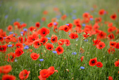 Close-up of yellow flowering plants on field