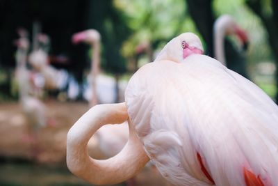 Close-up of flamingo