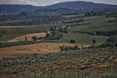 Scenic view of agricultural field