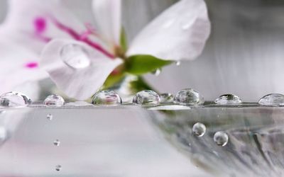 Close-up of water drops on white flowering plant