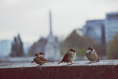 Close-up of birds on wall