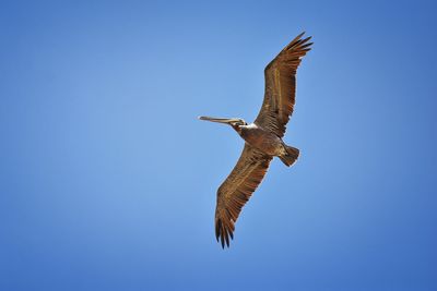Pelicans in flight often flying with frigate or scissor birds in formation in puerto vallarta mexico