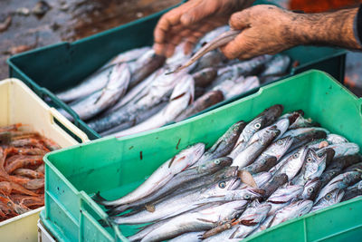 Various freshly just caught fish in plastic crates on a fishing boat being selected by a fisherman