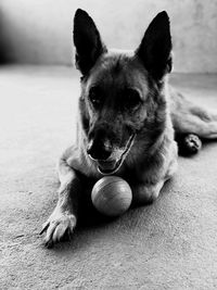 Portrait of dog relaxing on ball