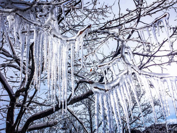 Low angle view of bare tree against the sky