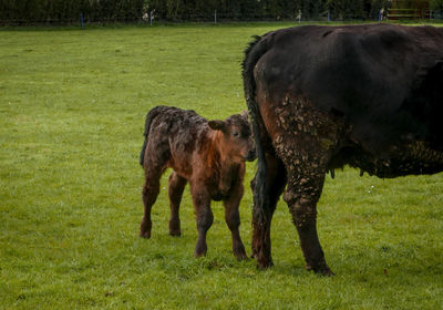 Horses in a field