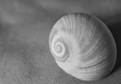 High angle view of shells on table