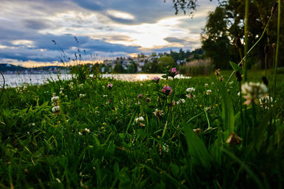 Close-up of flowers blooming on field against sky