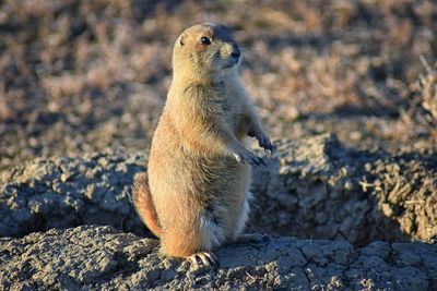 Prairie dog genus cynomys ludovicianus broomfield colorado denver boulder. united states.