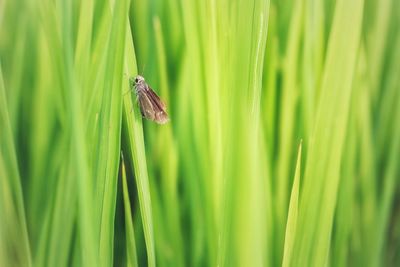 Close-up of butterfly on grass