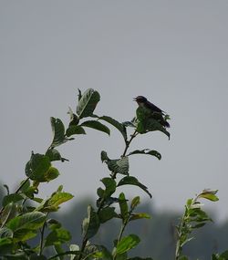 Low angle view of bird perching on plant against sky