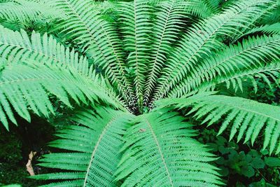 Full frame shot of fern growing in yard