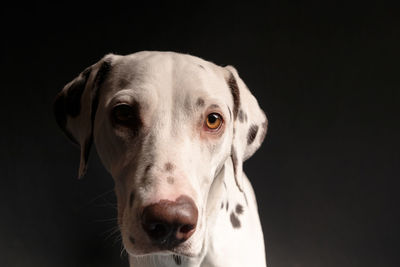 Close-up portrait of dog