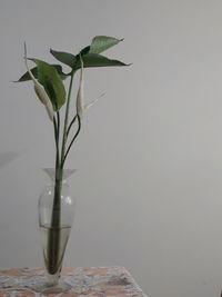 Close-up of potted plant in vase against wall