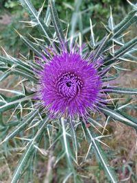 Close-up of purple thistle flower on field