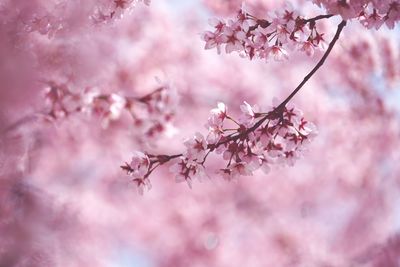 Close-up of pink cherry blossoms in spring