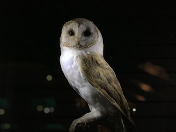 Close-up of owl perching on tree at night