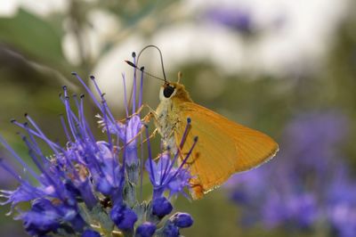 Close-up of butterfly pollinating on purple flower