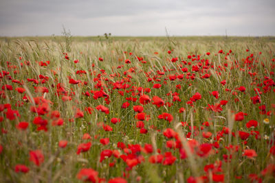 Red poppy flowers growing on field