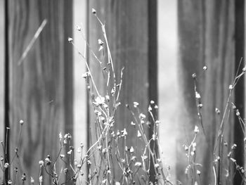 Close-up of wet plants on field