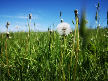 Close-up of dandelion on field against sky