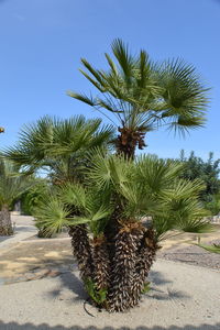 Palm tree against clear sky